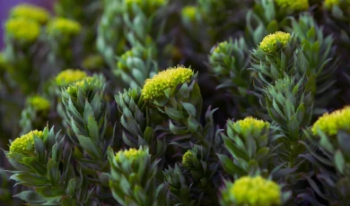 Rhodiola Rosea: Évezredes gyökereink – Egy legendás adaptogén útja a Római Birodalomtól napjainkig