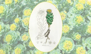 Rózsagyökér (Rhodiola rosea): A stressz természetes ellenszere